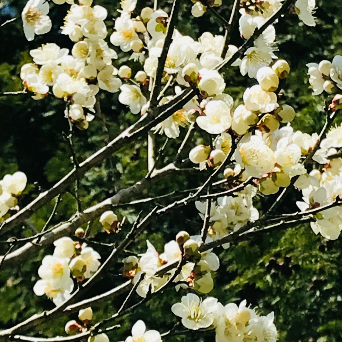 梅と桜