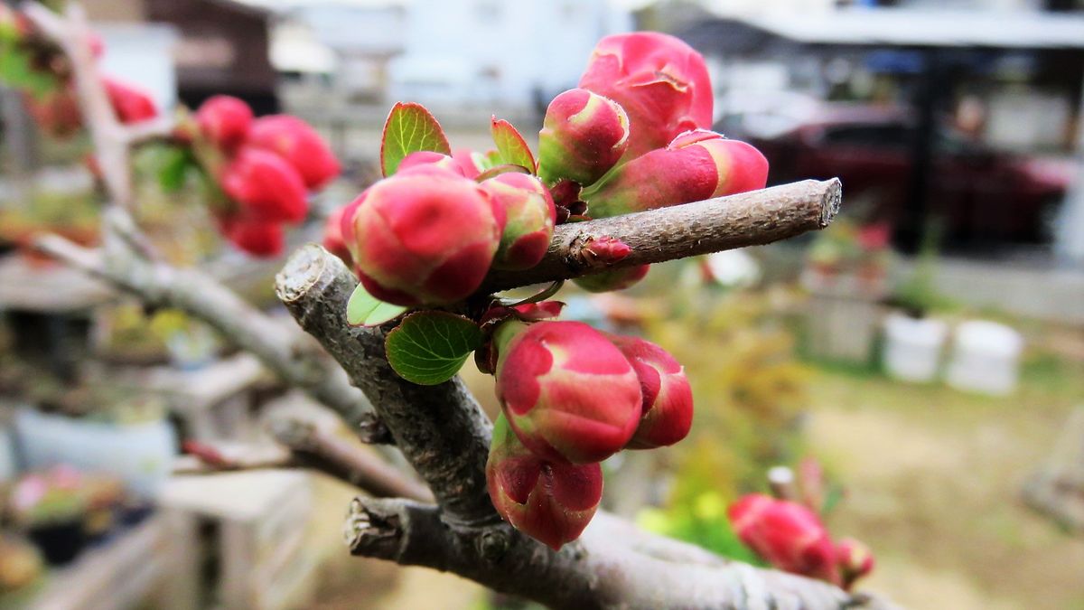 開花直前の蕾　木瓜いろいろ