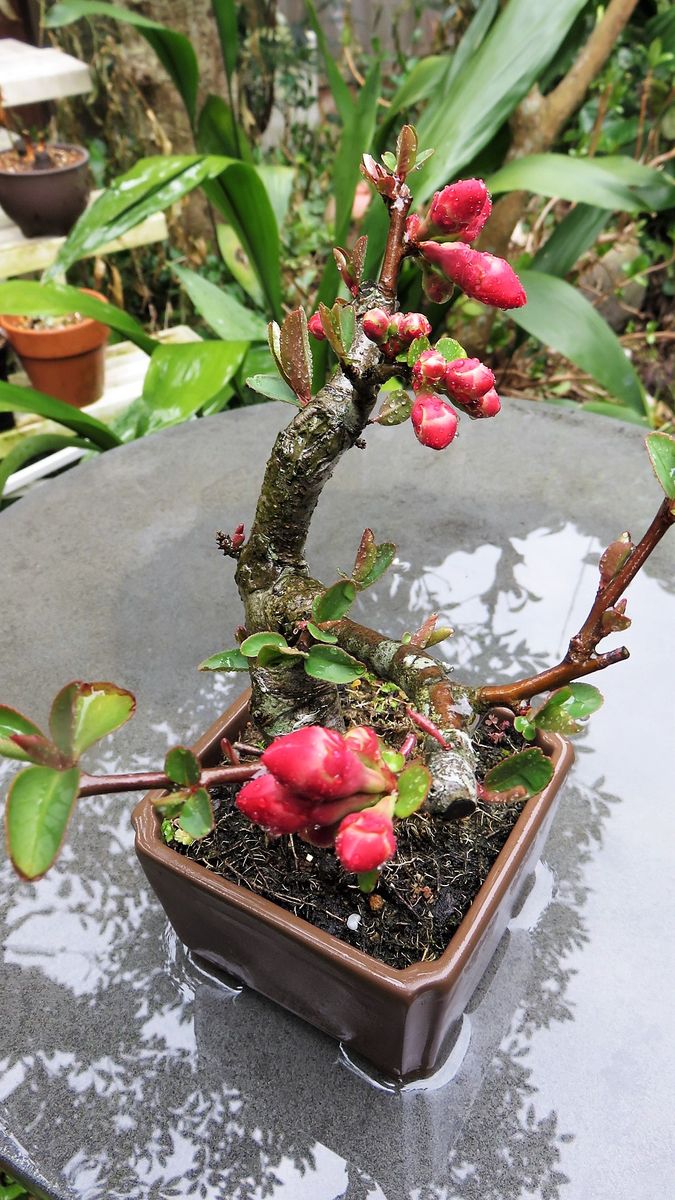 開花直前の蕾　木瓜いろいろ