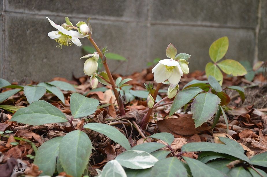 3月の庭から