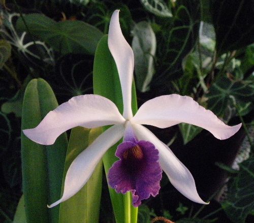 Lc.　C.G.Roebling&#039;Beach　view’