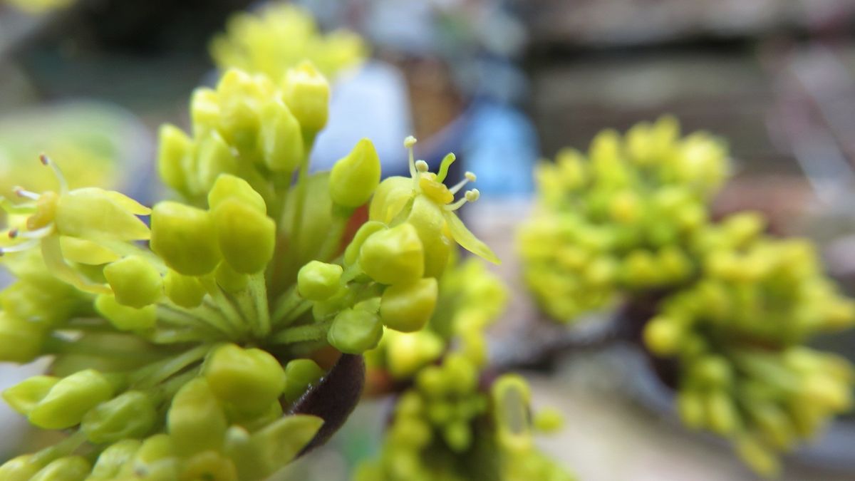 雨上がりの花散策その4