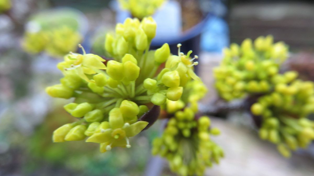 雨上がりの花散策その4