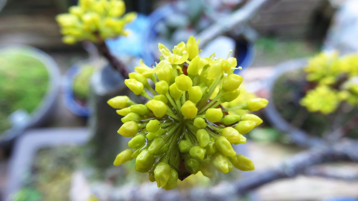 雨上がりの花散策その4