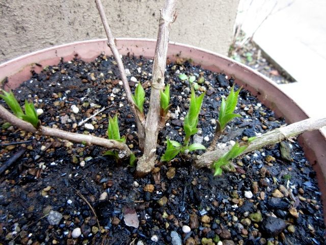 ３月９日　挿し木苗、植え替えなど