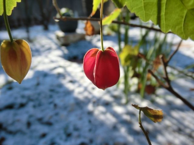 雪化粧