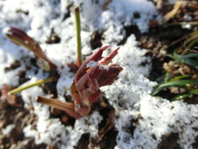 雪化粧