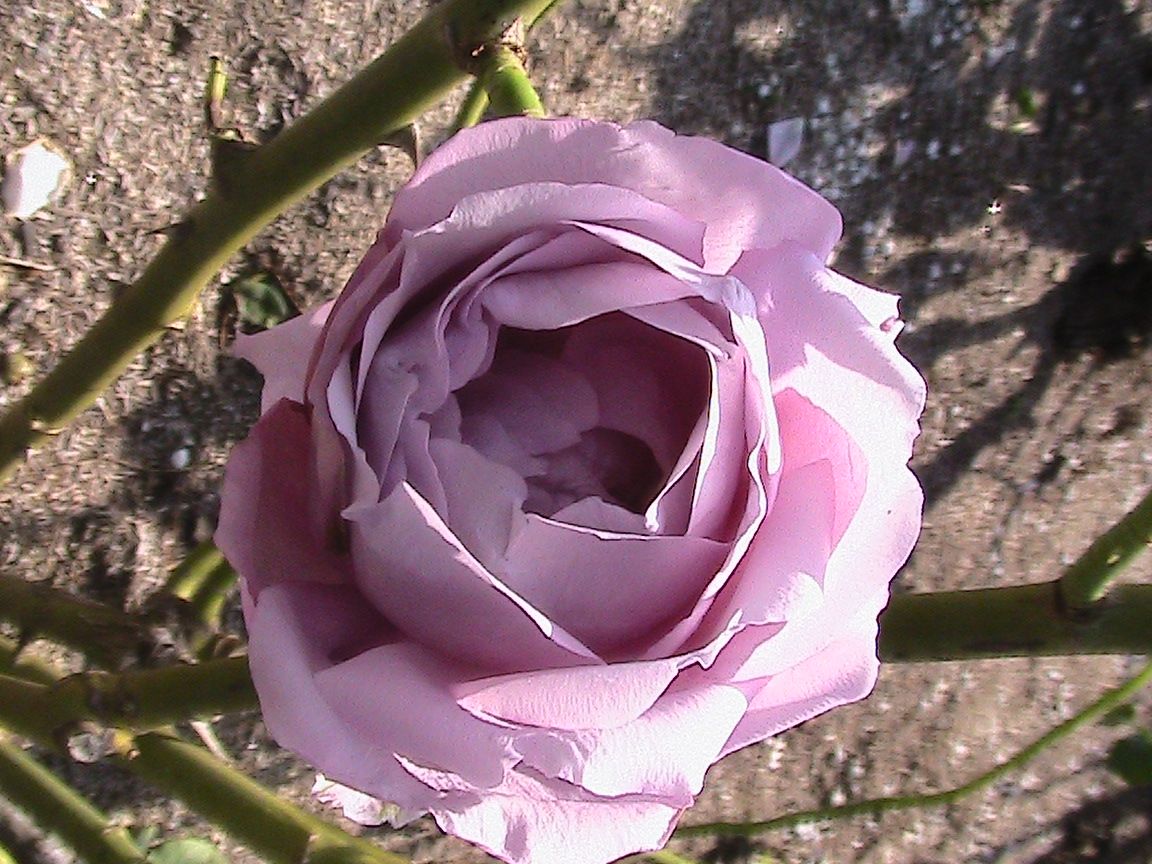 2017年・見に行った晩秋の公園で出会った薔薇たち！！