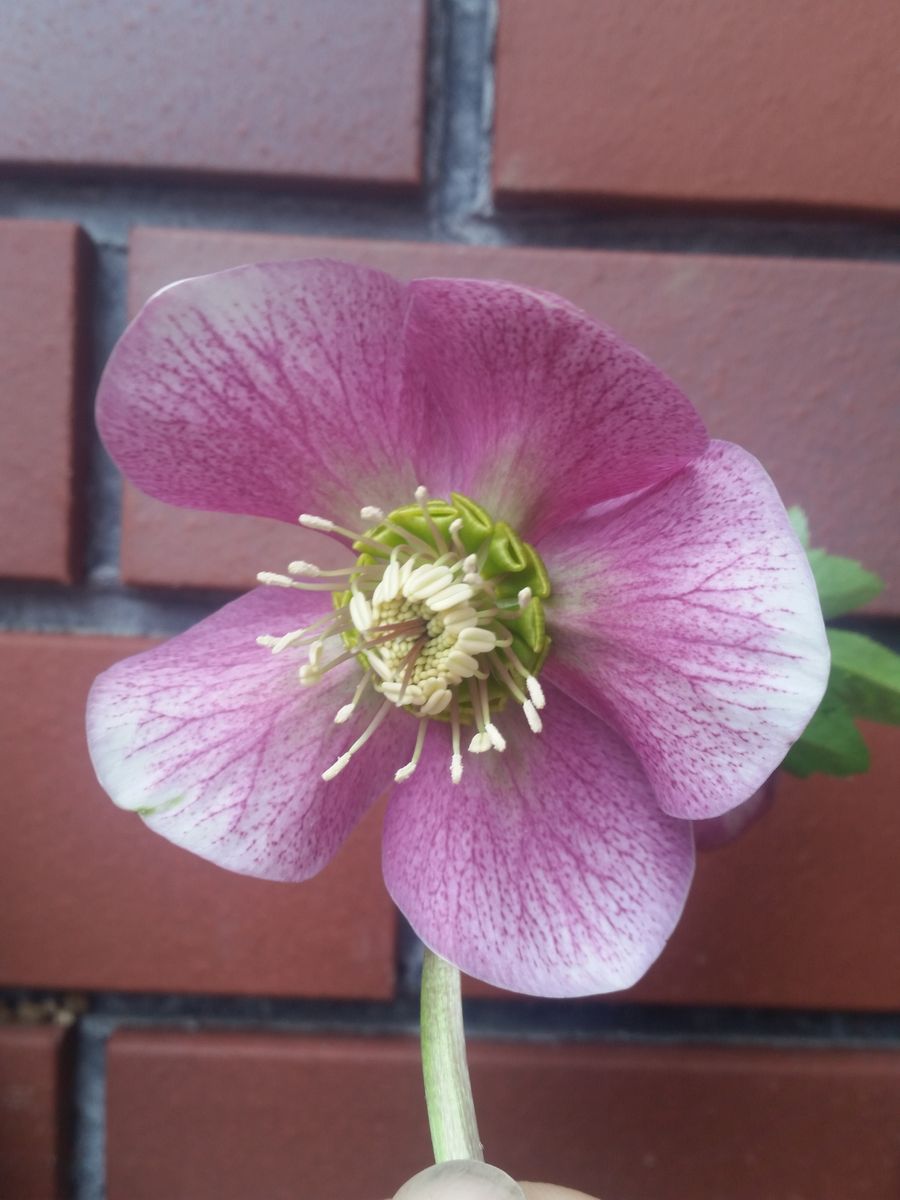 今年も多数開花中　４