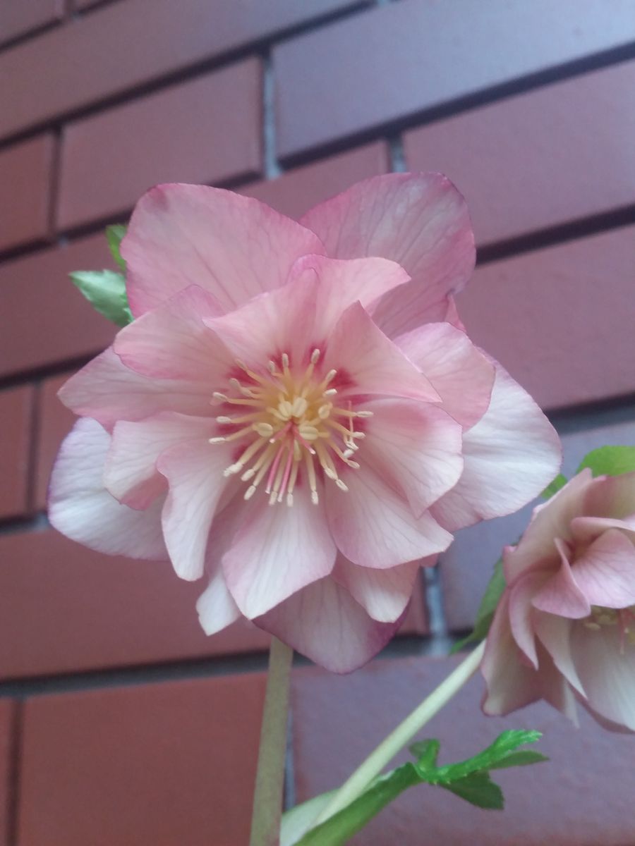 今年も開花中　５