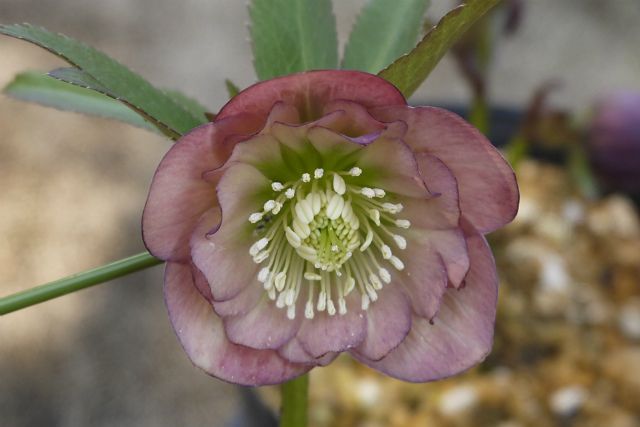 今日は実生の初花を１１P自宅に帰宅しました。