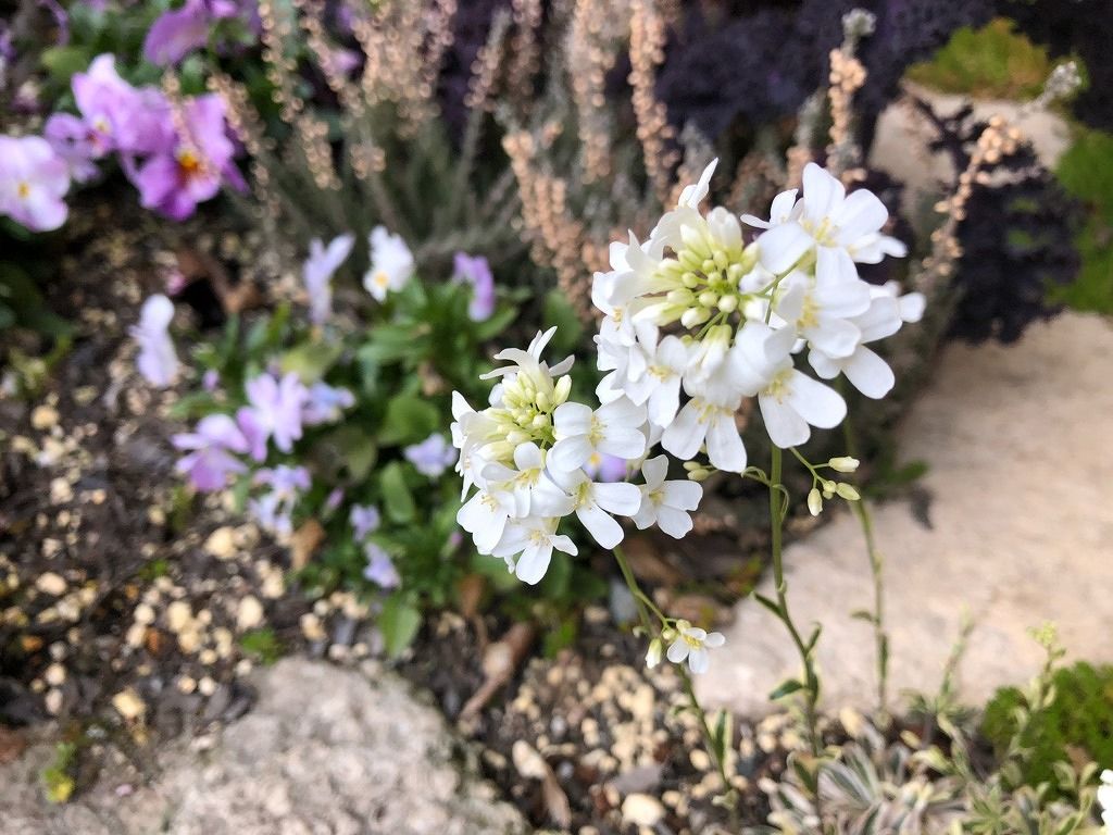 春の花つき