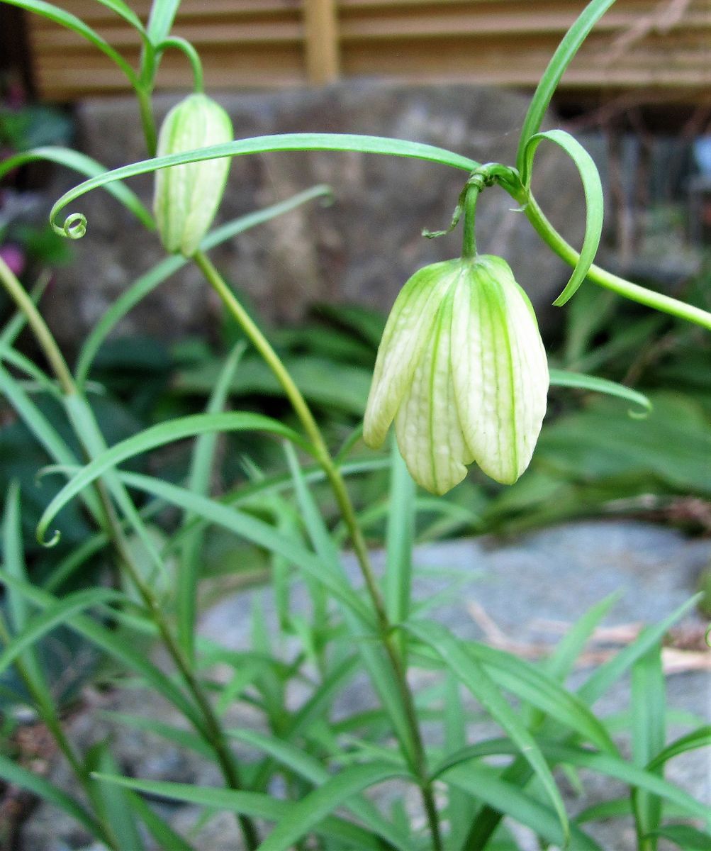 花咲くバイモ