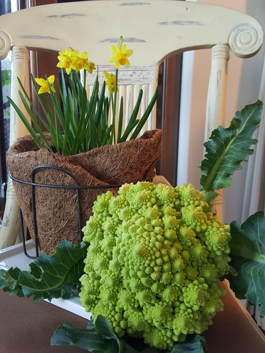 ふくおかルーバルガーデン2～春🌹花と花野菜🍅