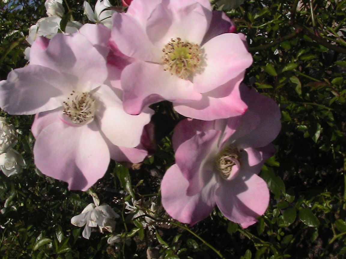 2017年・見に行った晩秋の公園で出会った薔薇たち！！