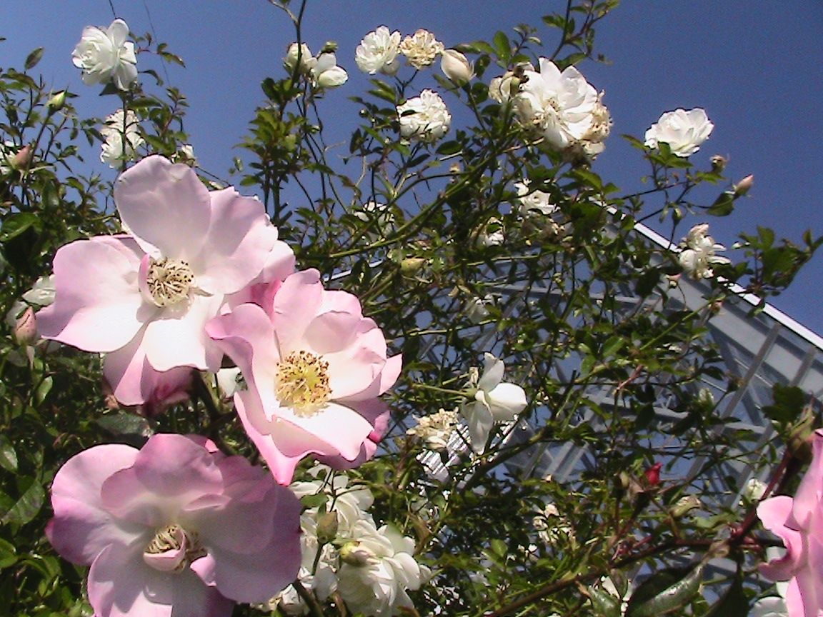 2017年・見に行った晩秋の公園で出会った薔薇たち！！