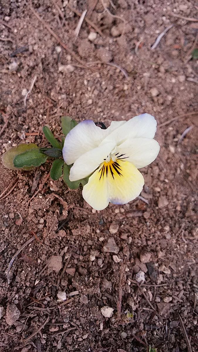 今日の花🌼