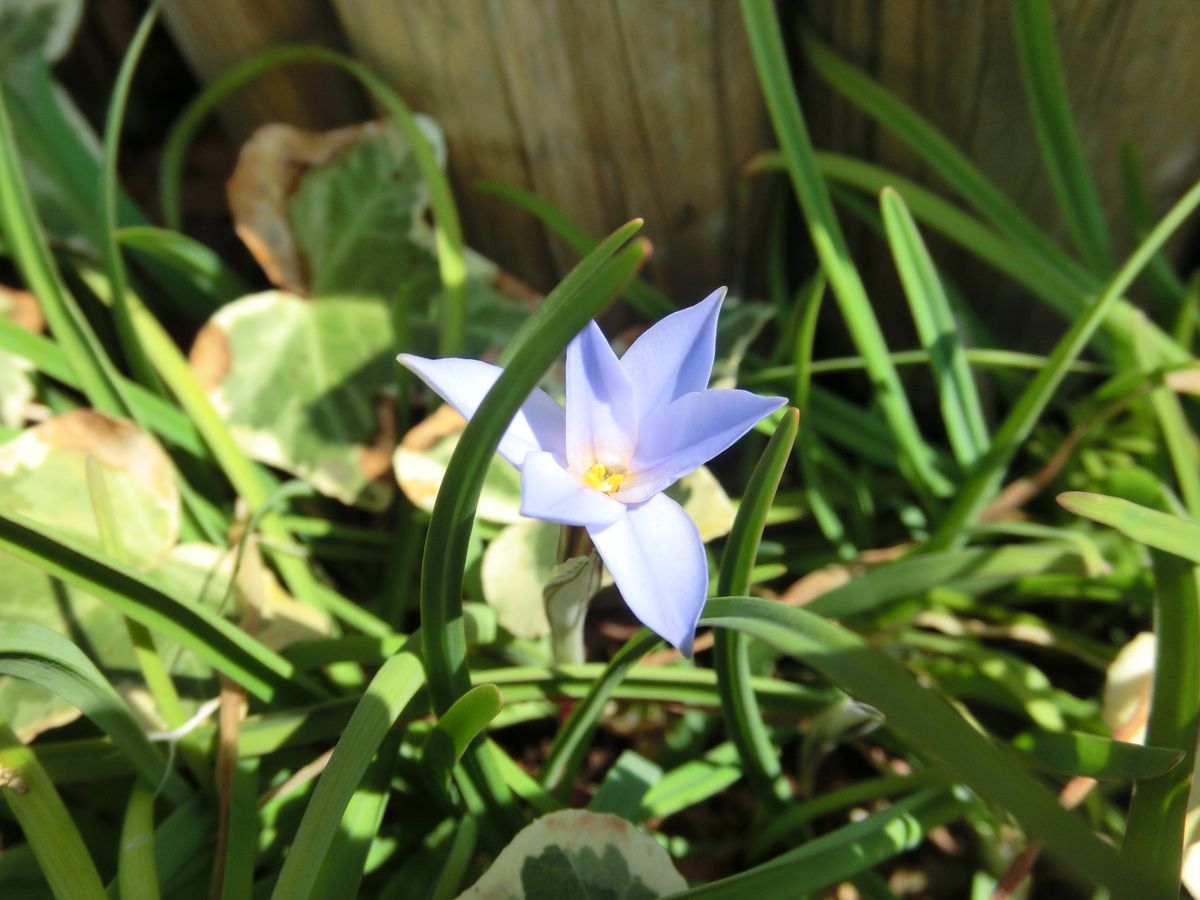 いろいろなお花たち