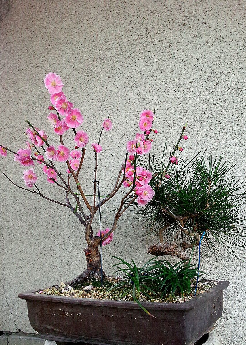 “お正月用”の梅の花