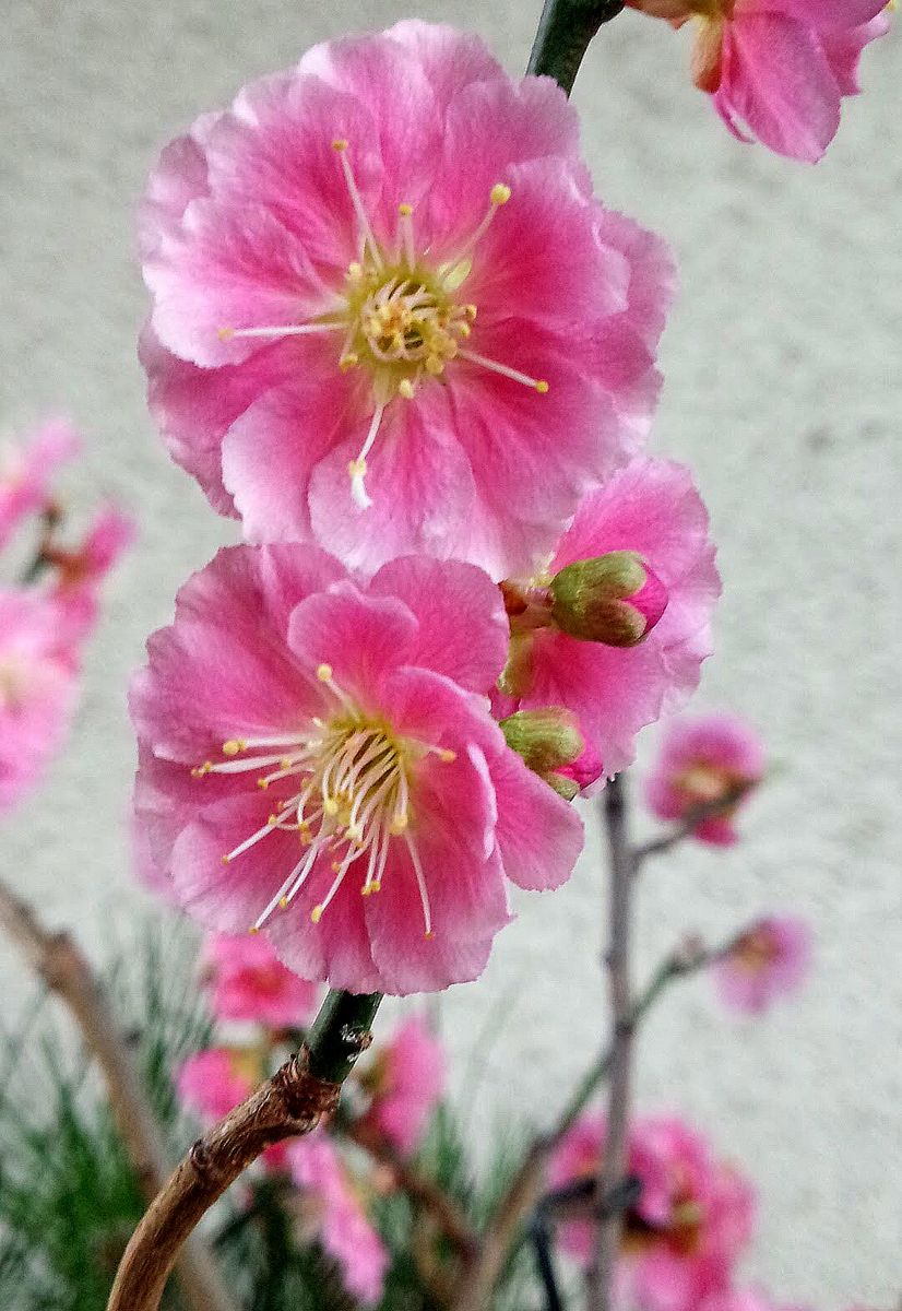 “お正月用”の梅の花