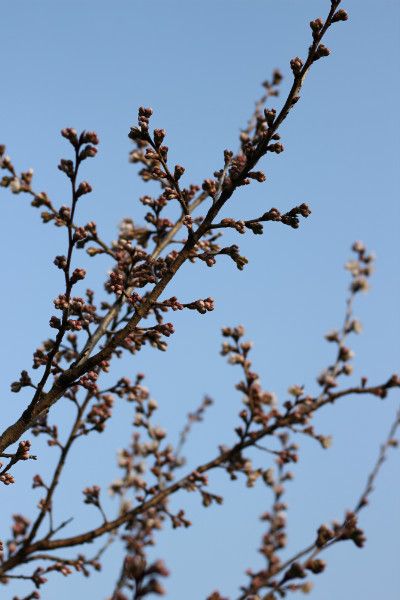 暖地さくらんぼのあたり