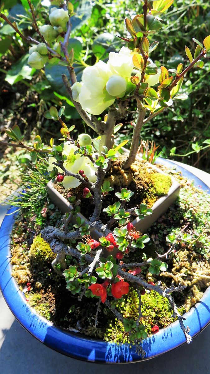 木瓜「白寿」と長寿梅の寄せ植え