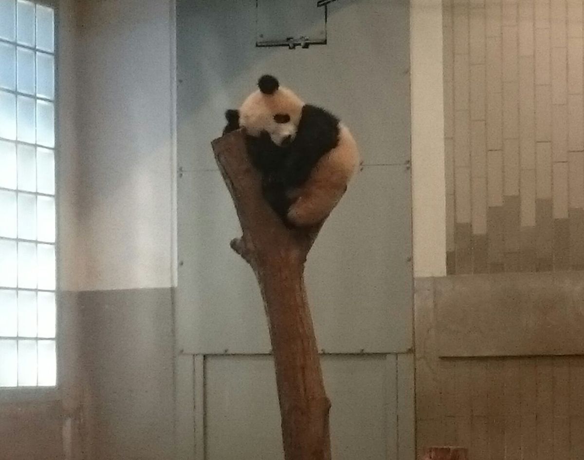 🐼寝ちゃった～😆