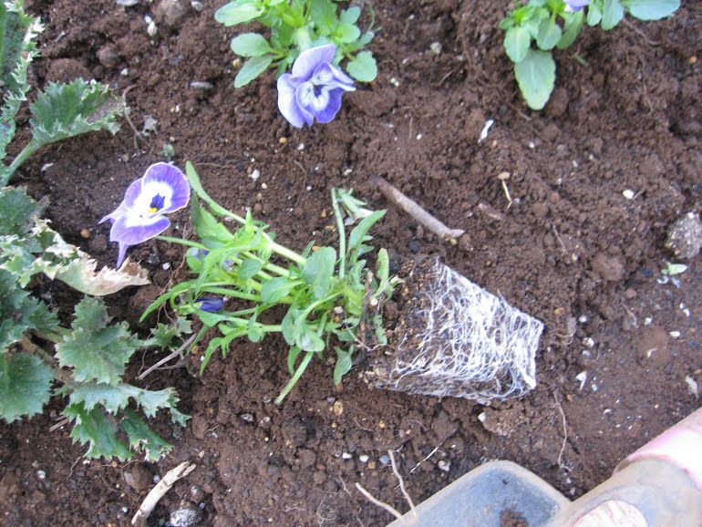 さし芽ビオラ　と　リハビリビオラの地植え