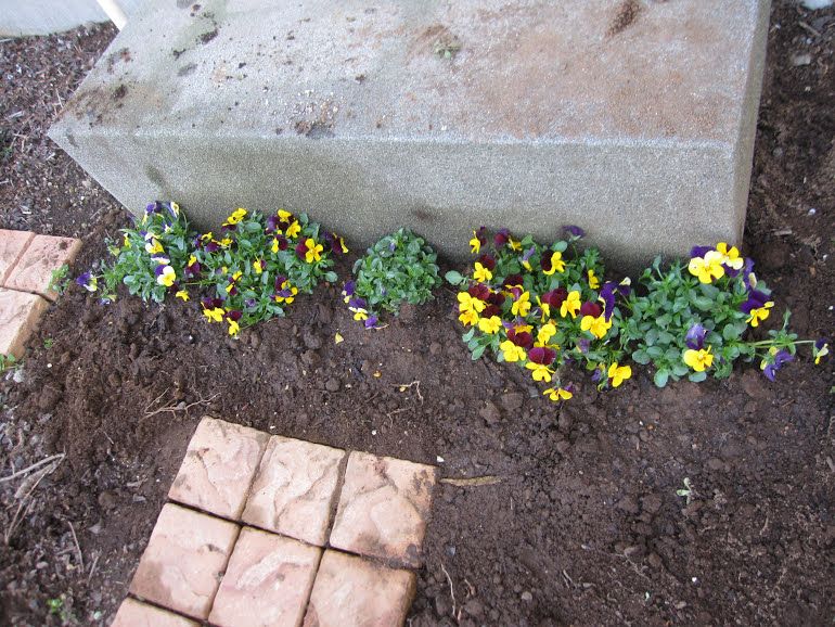 さし芽ビオラ　と　リハビリビオラの地植え