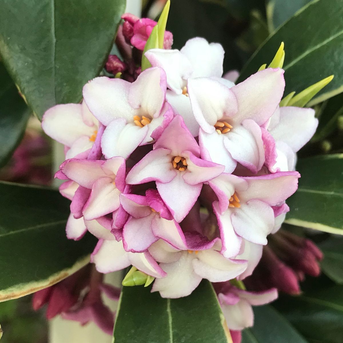 春の香り花木…沈丁花・満開❣️