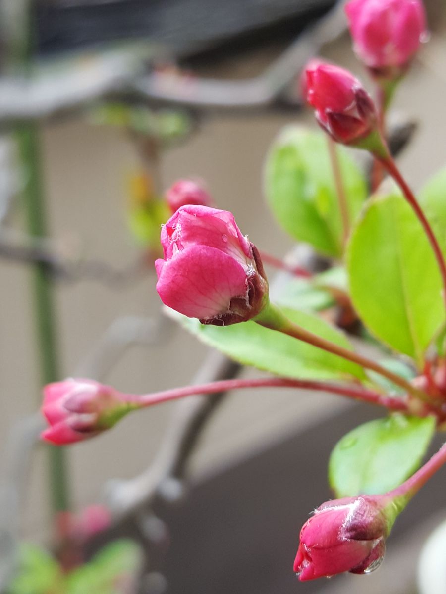 ふくおかルーバルガーデン2～春の花💠ハナカイドウの蕾