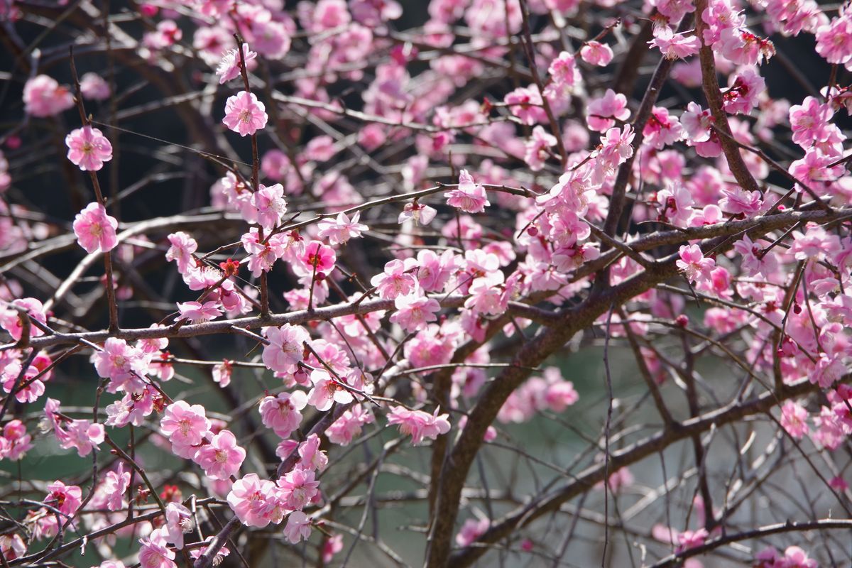 通学路の桜 🌸