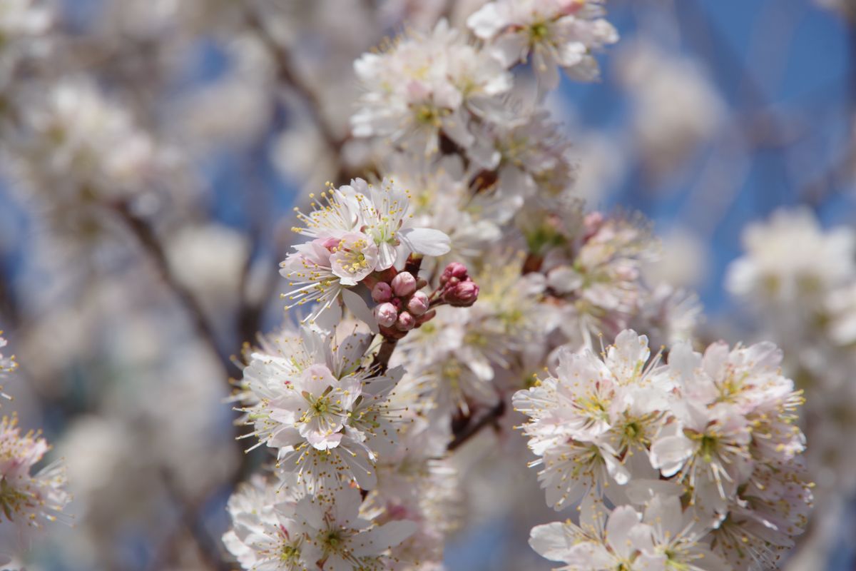 通学路の桜 🌸