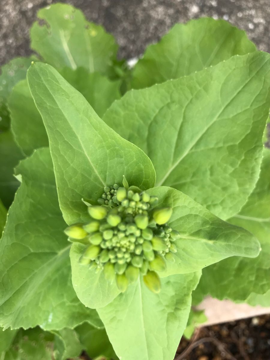 野菜のとう立ち