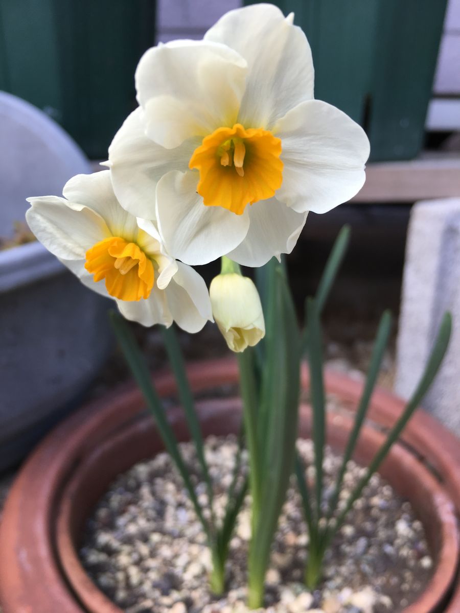 春の花が次から次へと