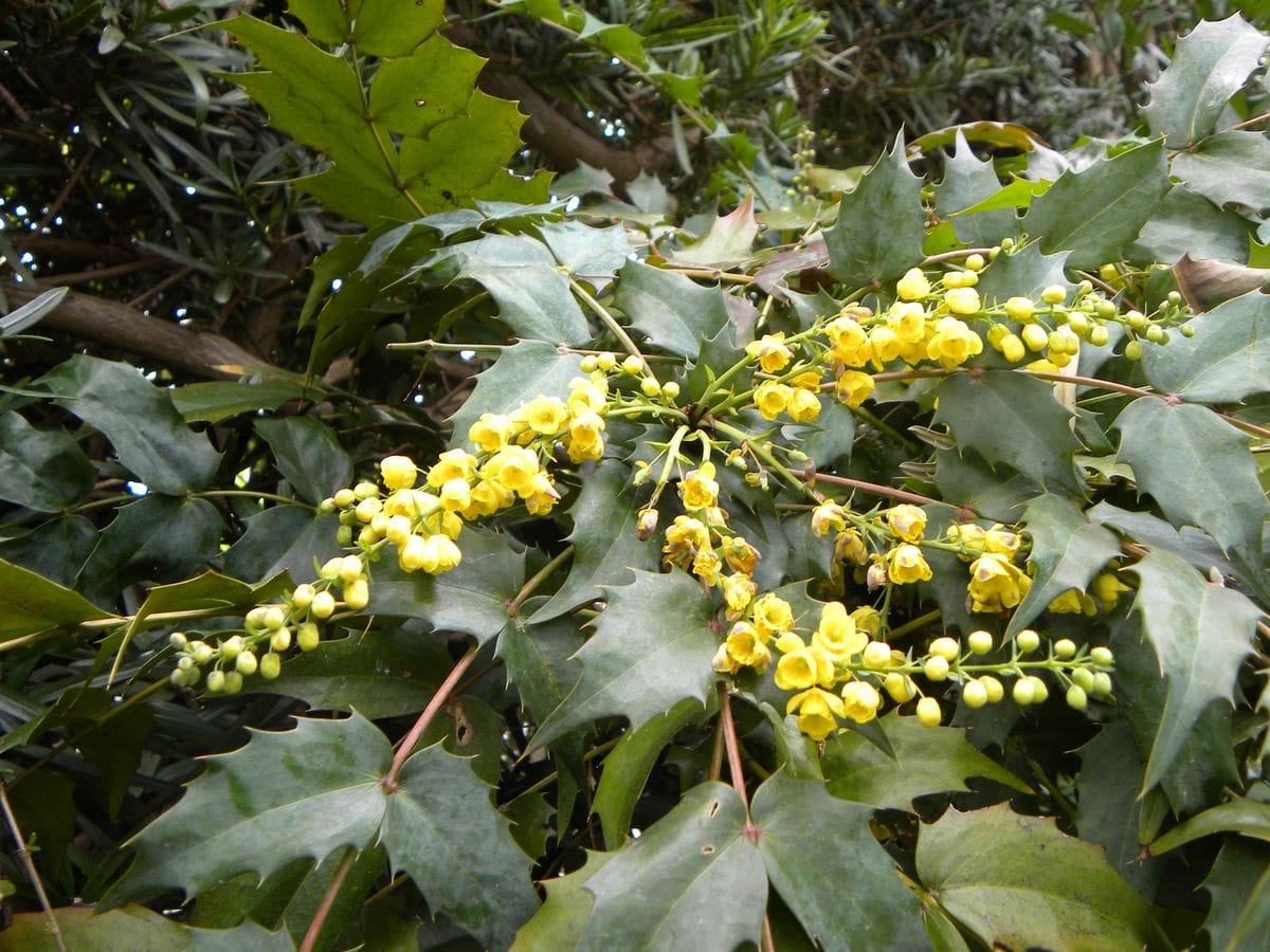 我が庭の開花宣言