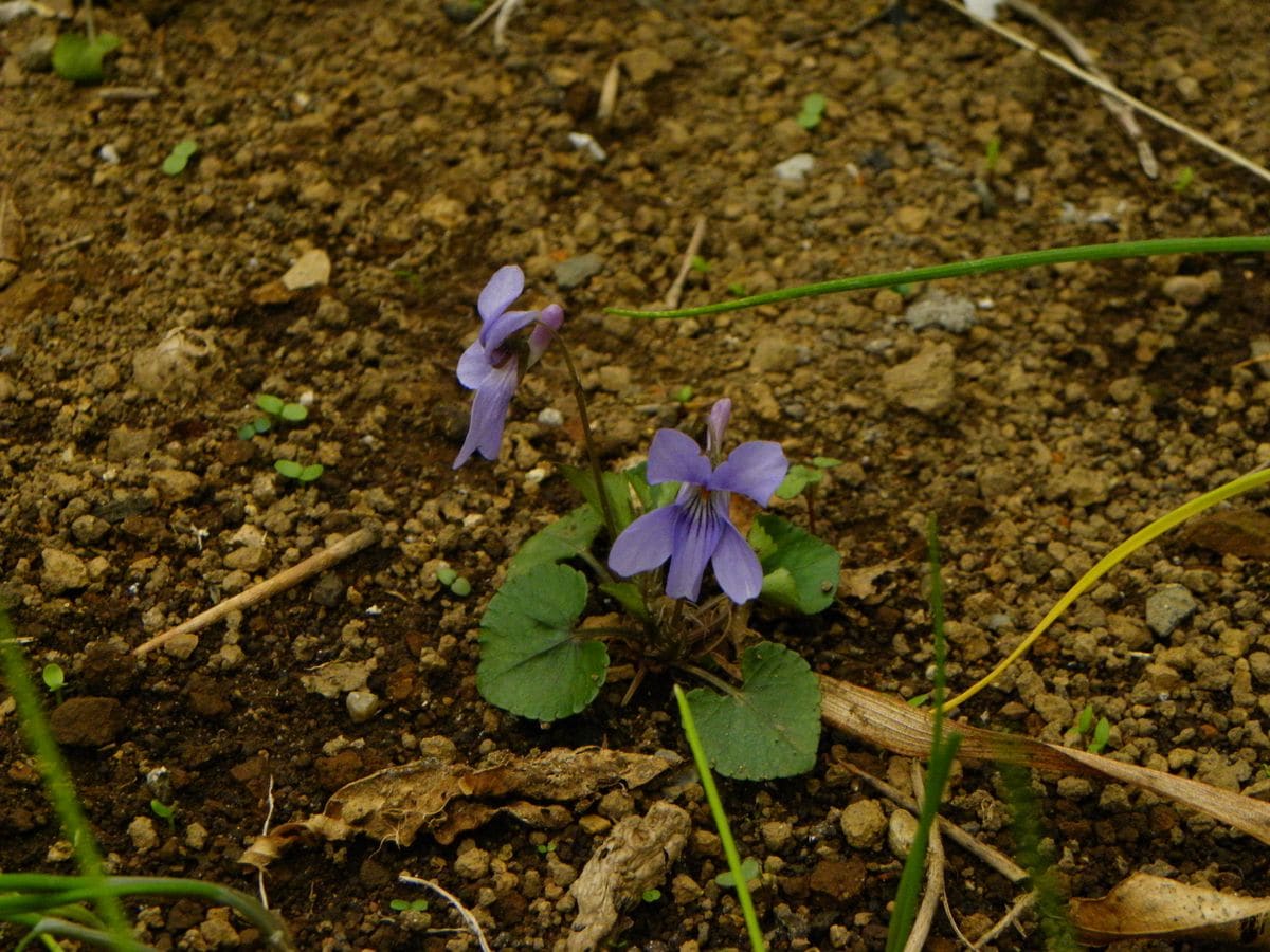 我が庭の開花宣言