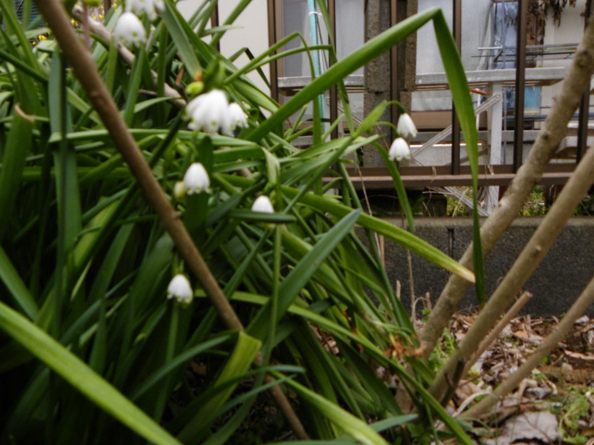 我が庭の開花宣言