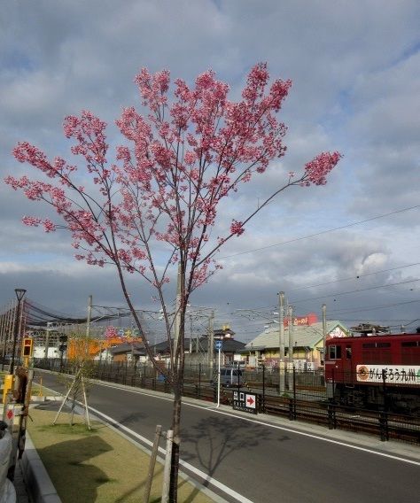 春よ、生き急がないでおくれ～