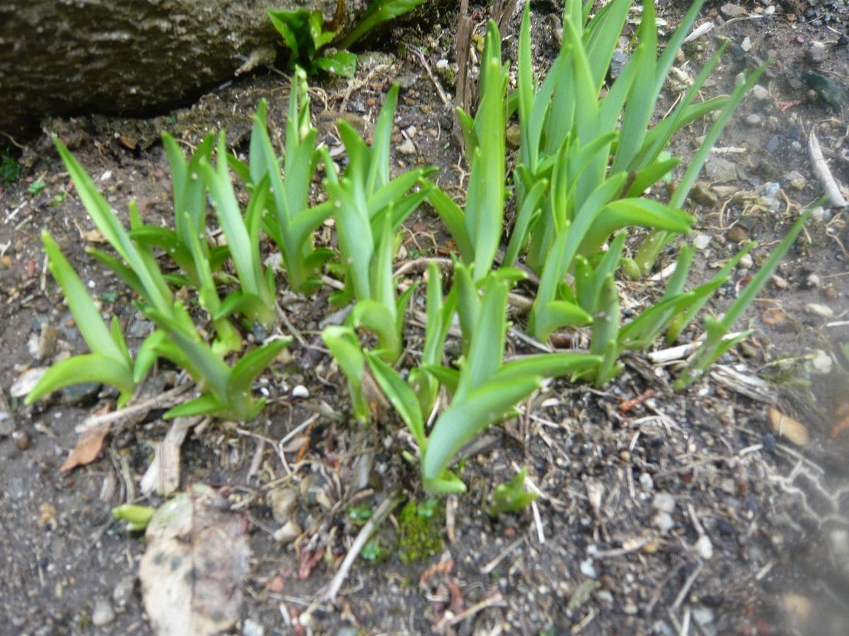 盆栽？植え替え