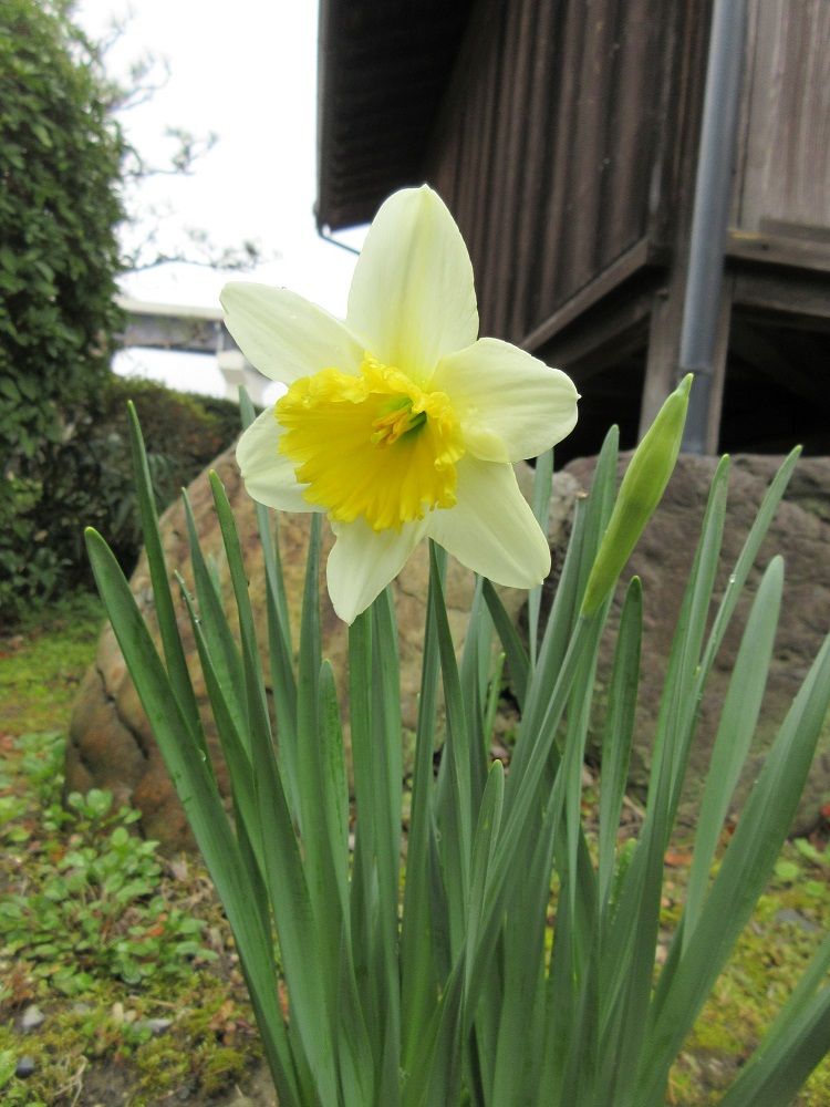 水仙が咲きだした♪