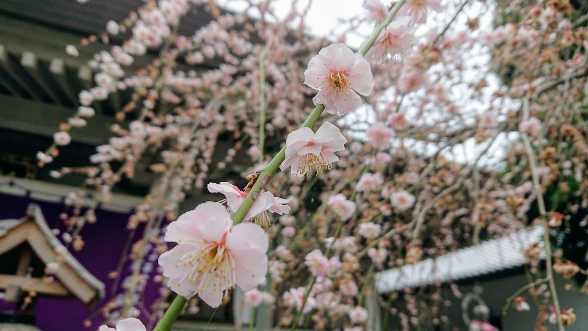 おひがん　びより