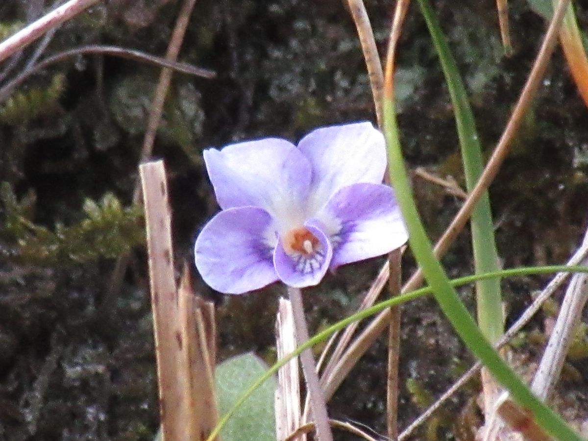 由愛(ゆめ)の花日記♪