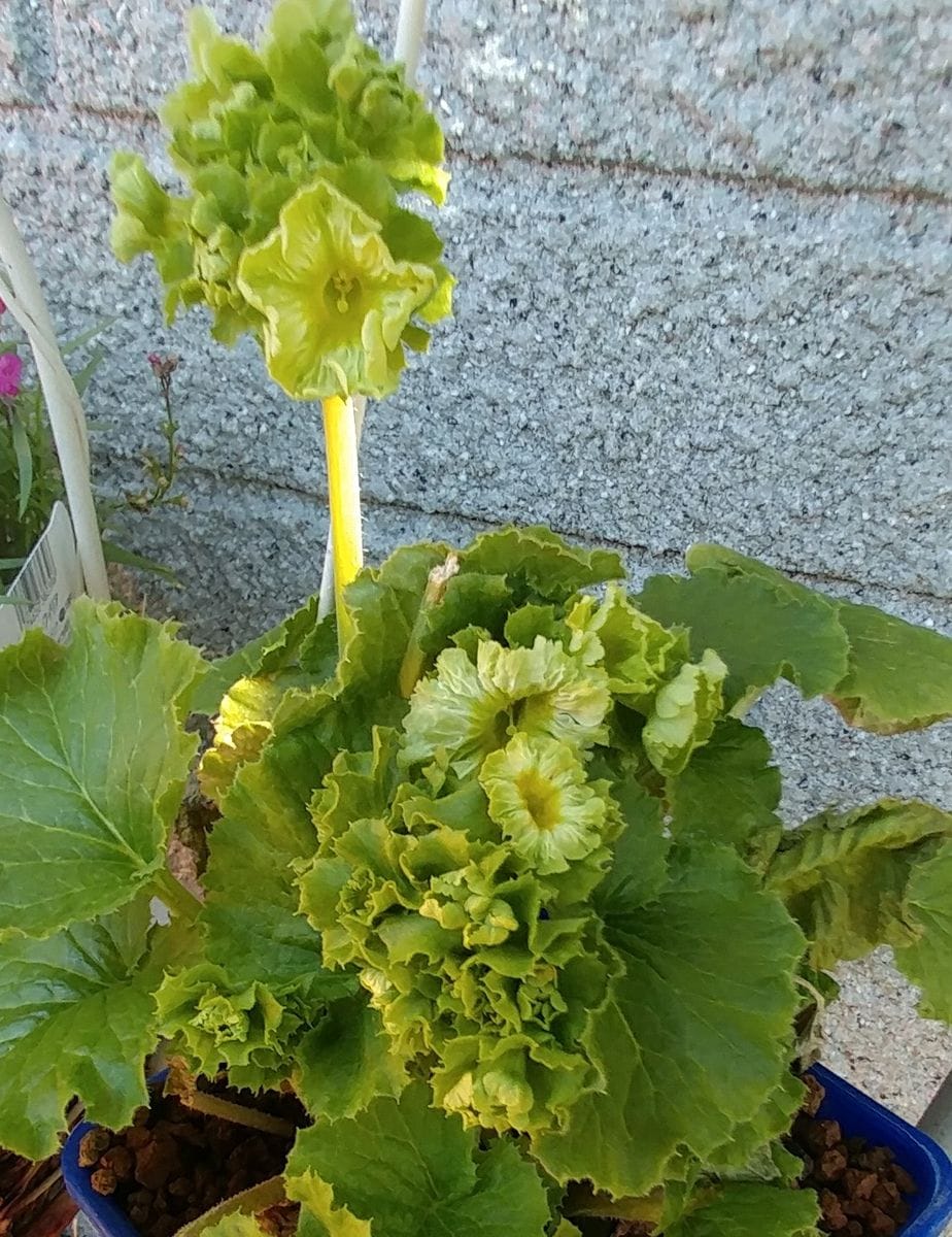 緑のお花　ご協力ありがとう❤️