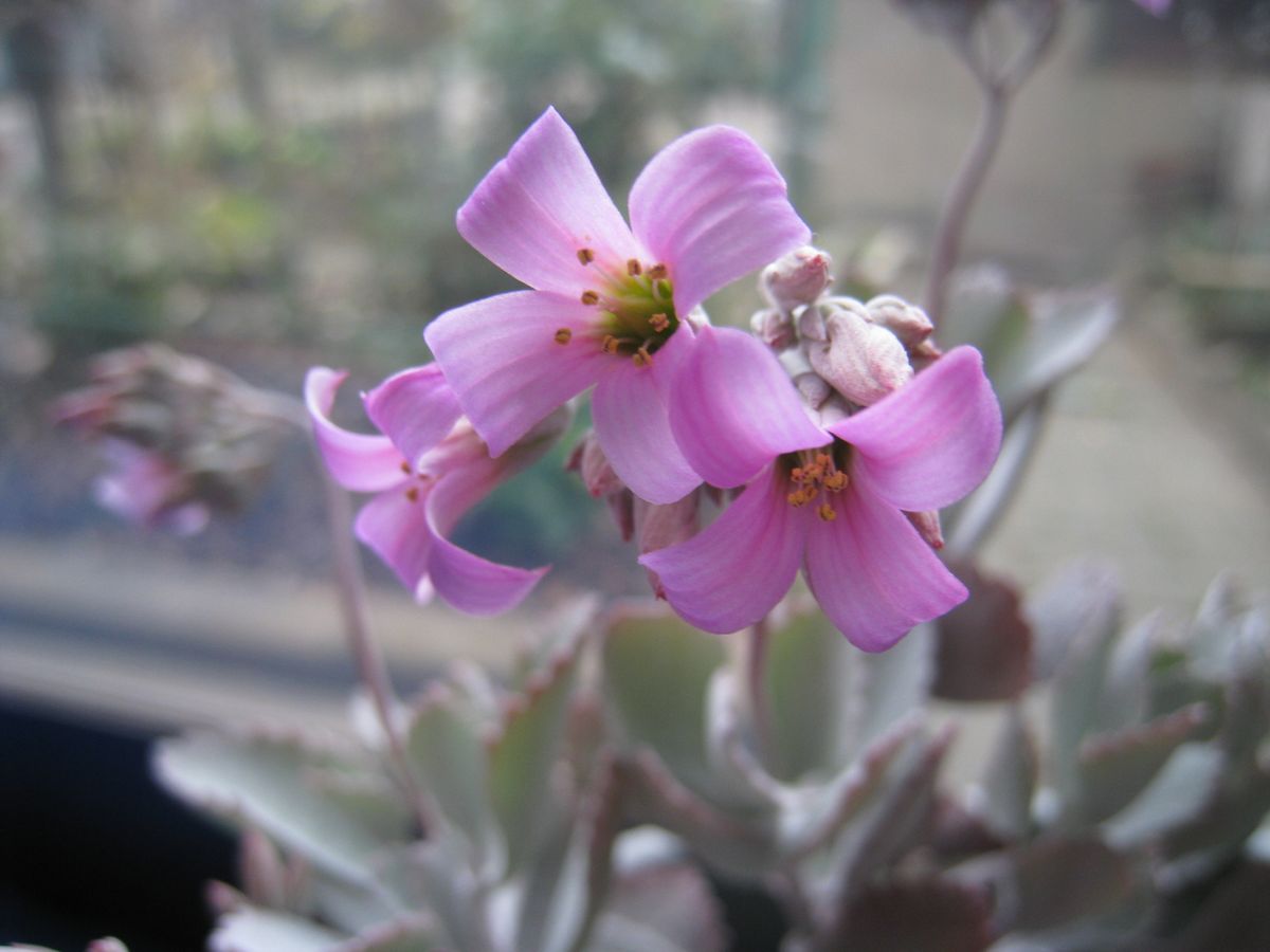 寒くても花は咲く