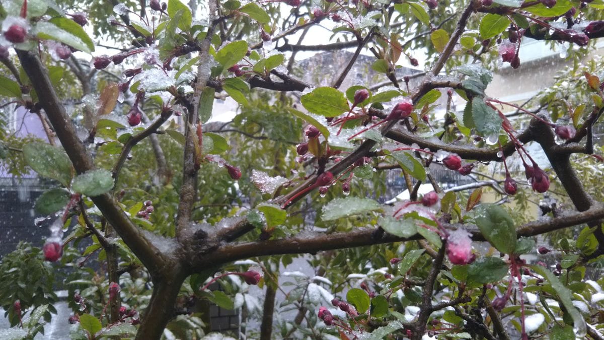 花に雪❄️