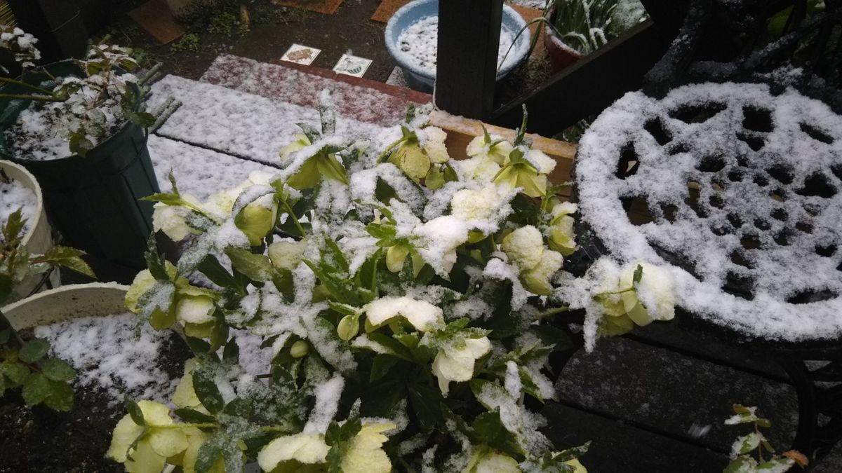 花に雪❄️