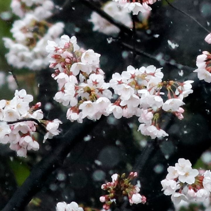 桜に雪