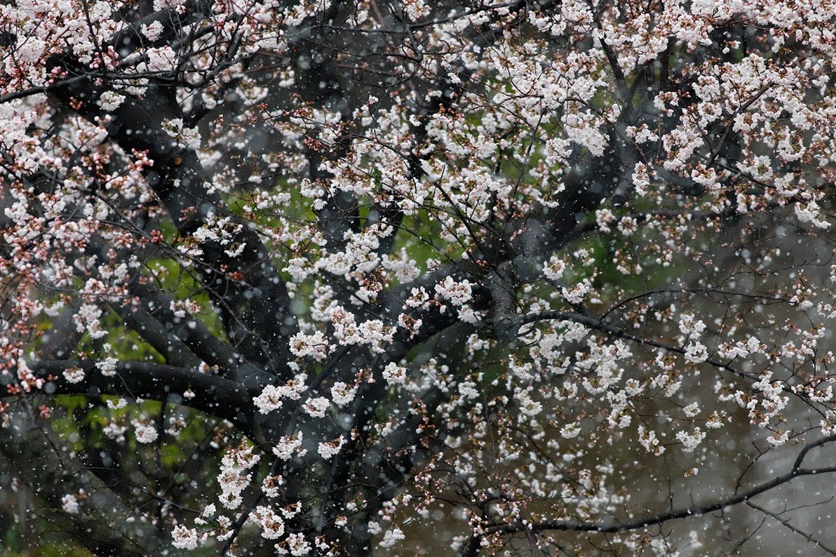 桜に雪