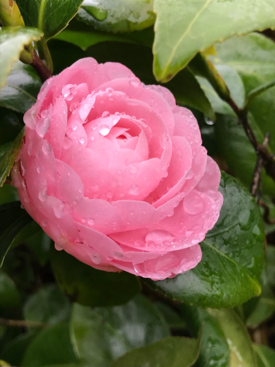 雨の日の花💐